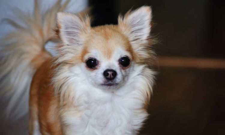 Chó chihuahua lông dài giá 33hello88?