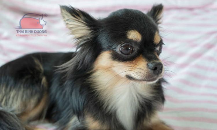 Chó chihuahua lông dài giá 33hello88?
