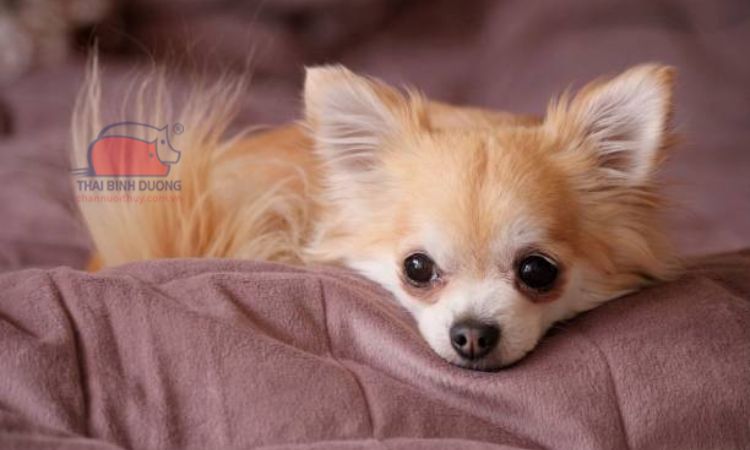 Chó chihuahua lông dài giá 33hello88?