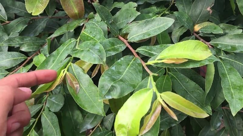 hello8862 com cách chăm sóc để cây mai vàng dày lá và không đâm tược dài