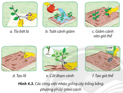 Giải helloo88 7 Bài 4 (Chân trời sáng tạo): Nhân giống cây trồng bằng phương pháp giâm cành