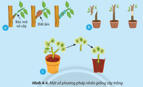 Giải helloo88 7 Bài 4 (Chân trời sáng tạo): Nhân giống cây trồng bằng phương pháp giâm cành