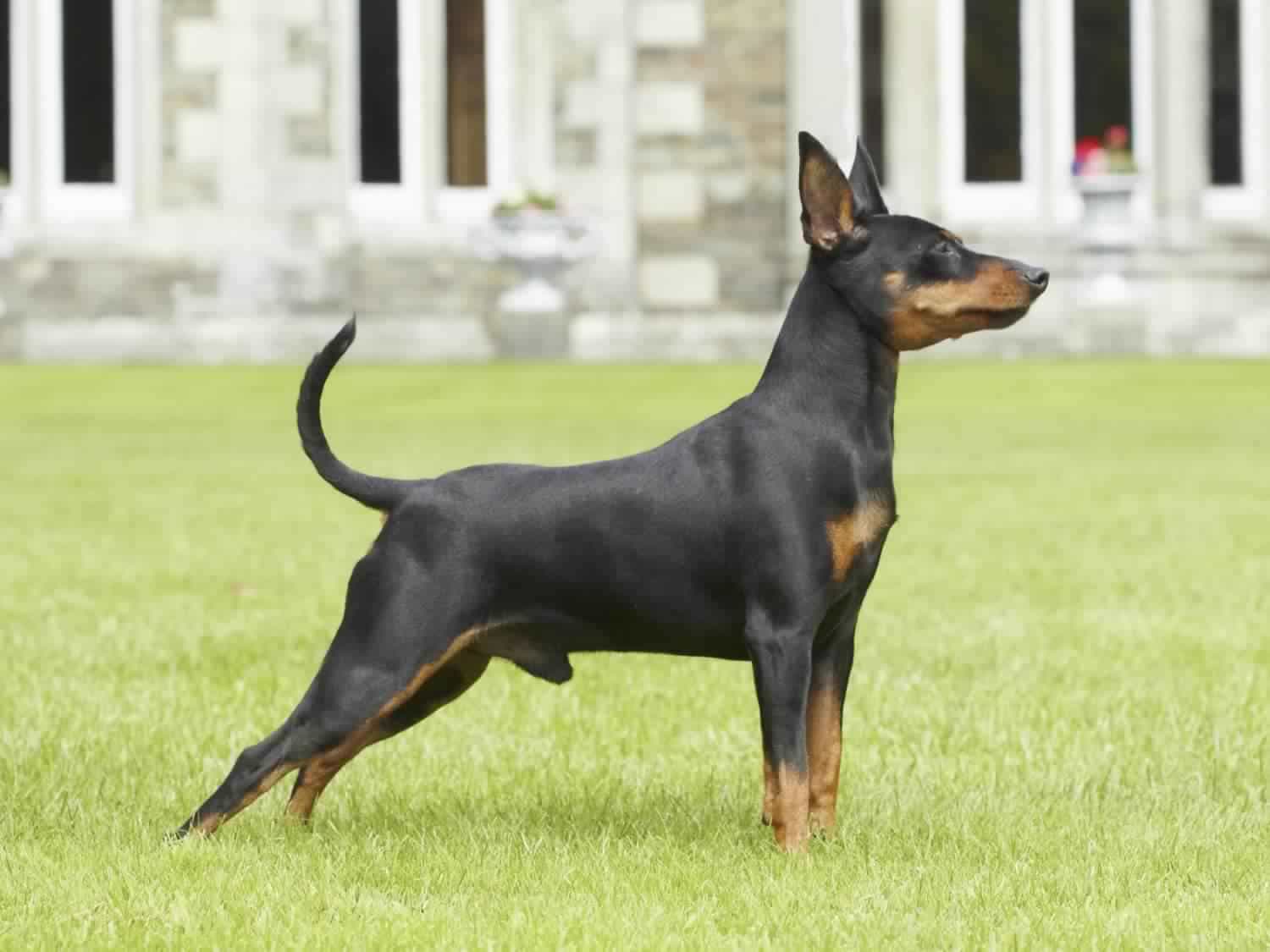 Chó Phốc Hươu, Fox Hươu Đẹp, Chó Minpin hello88 vina, Lai hello88.comm