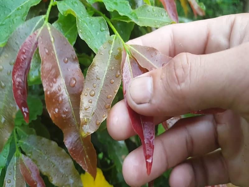 hello8862 com cách chăm sóc để cây mai vàng dày lá và không đâm tược dài