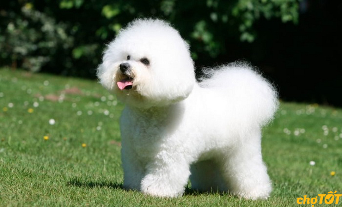 Giống Chó Bichon Frise hello88 vina, Lai Khỏe Mạnh, hello88.comm