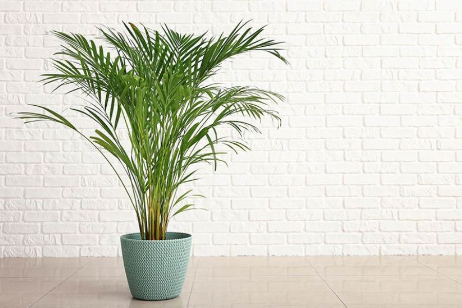 Cây Cau Cảnh: Ý Nghĩa helo88 vina Và Cách Chăm Sóc