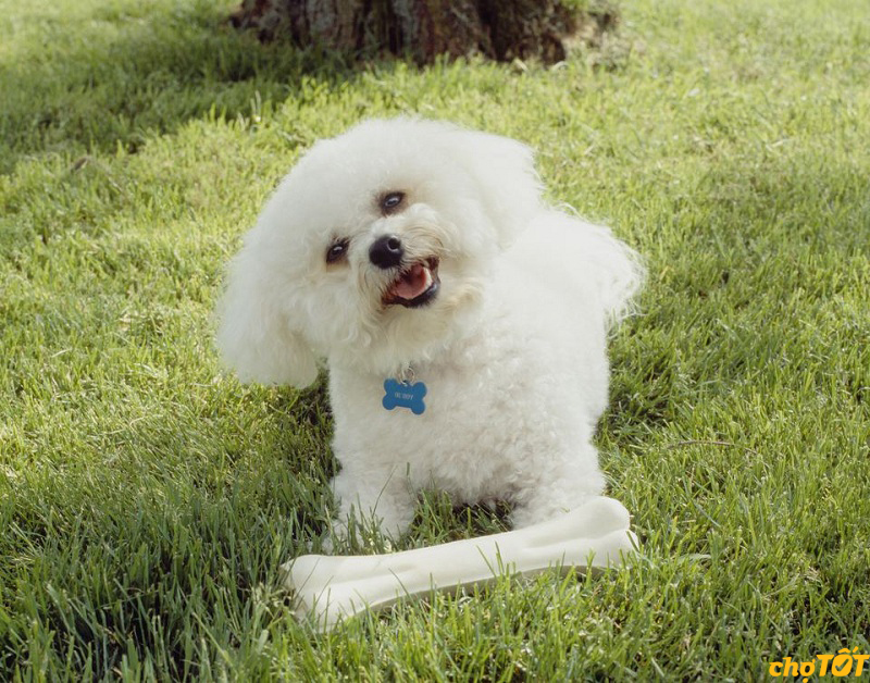 Giống Chó Bichon Frise hello88 vina, Lai Khỏe Mạnh, hello88.comm