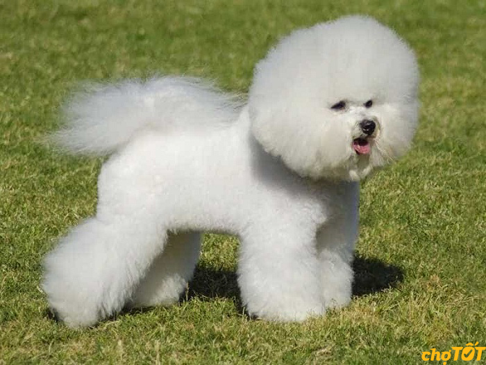 Giống Chó Bichon Frise hello88 vina, Lai Khỏe Mạnh, hello88.comm