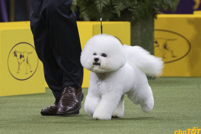 Giống Chó Bichon Frise hello88 vina, Lai Khỏe Mạnh, hello88.comm