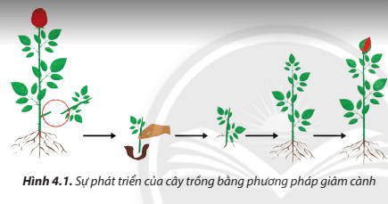 Giải helloo88 7 Bài 4 (Chân trời sáng tạo): Nhân giống cây trồng bằng phương pháp giâm cành