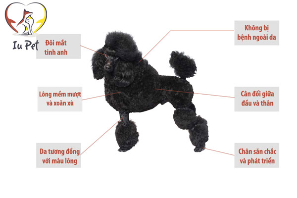 Giá chó Poodle là 33hello88? Bảng giá bán chó Poodle 2024