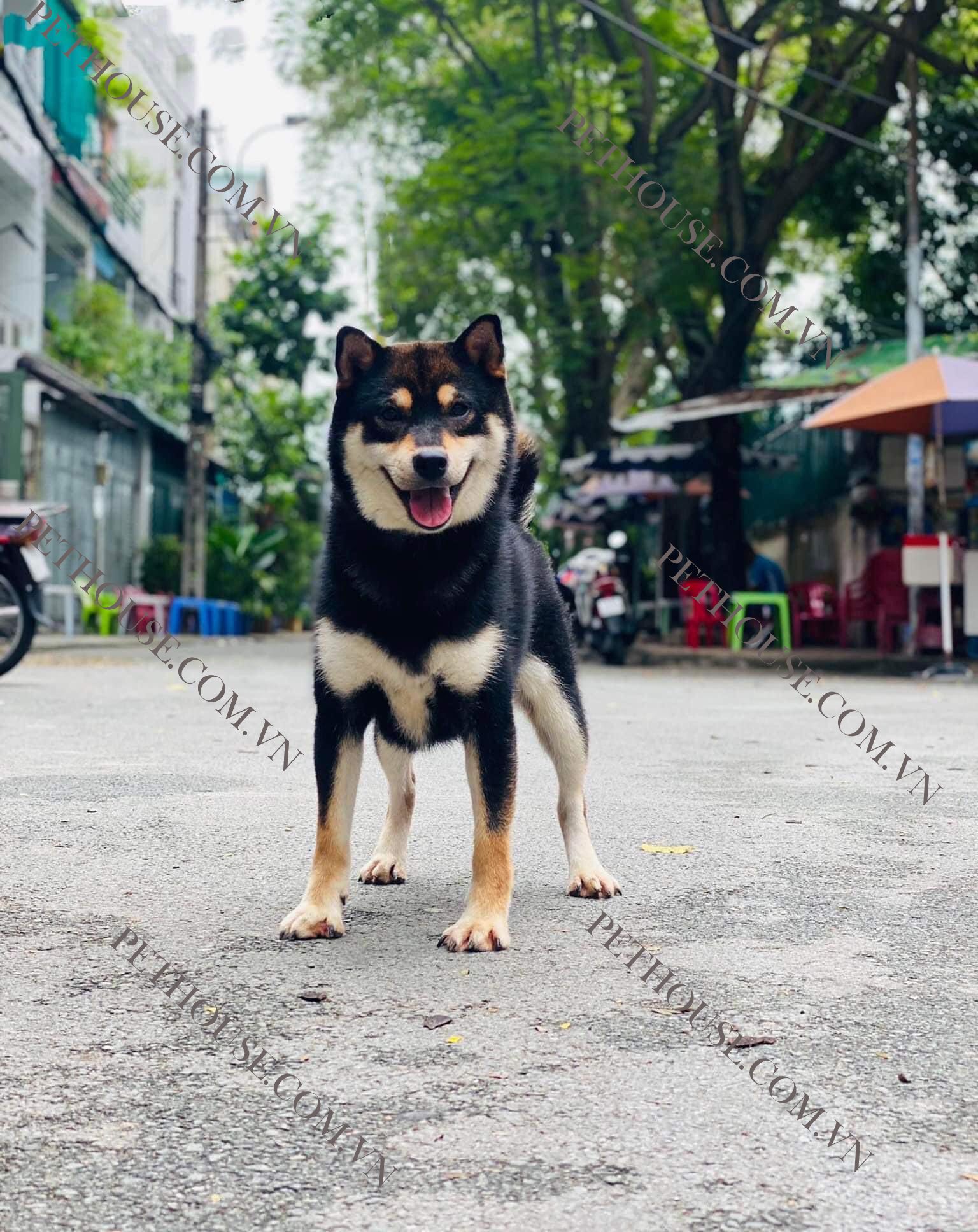 Chó Shiba Inu hello88 vina - Trại Chó Shiba HN và Tphcm