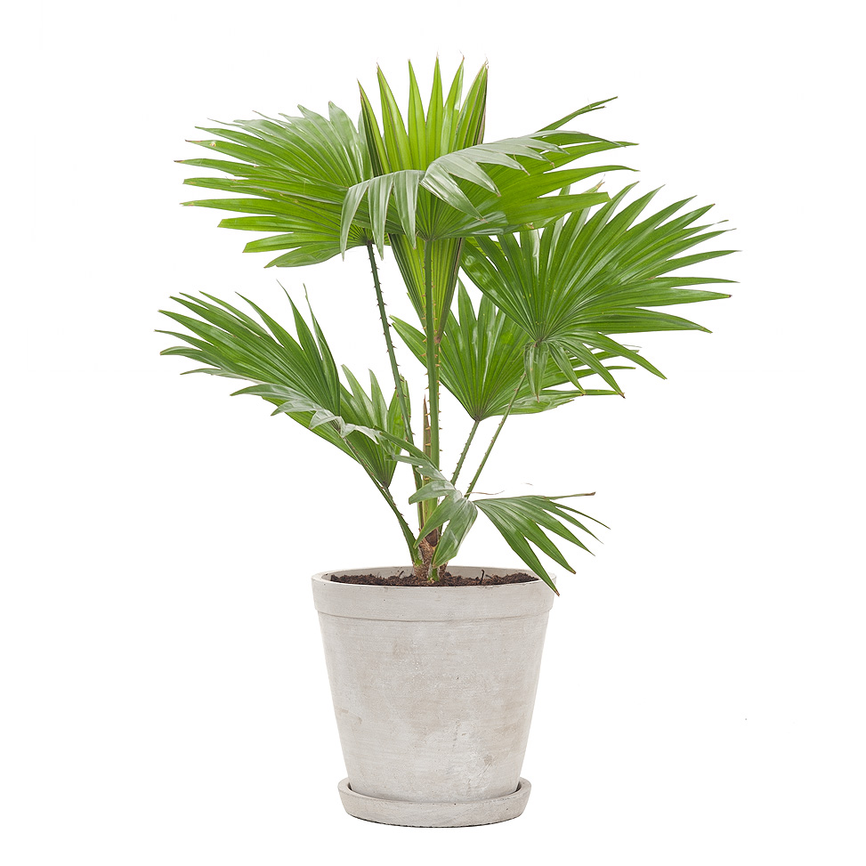 Ý nghĩa phong thủy của cây cọ cảnh
