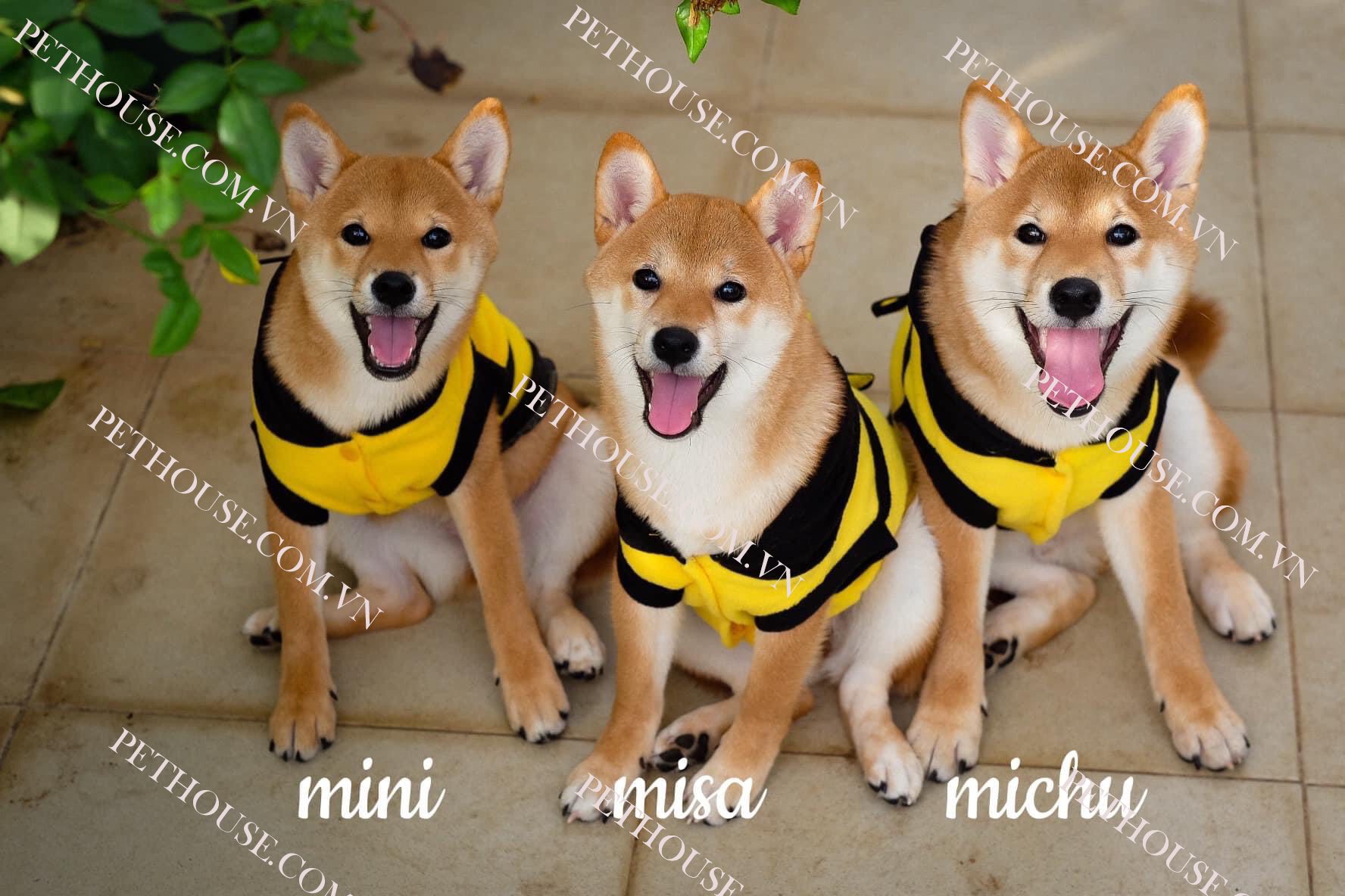 Chó Shiba Inu hello88 vina - Trại Chó Shiba HN và Tphcm