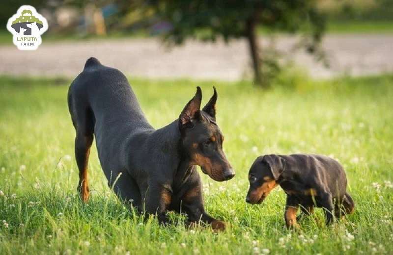 Chó Doberman giá 33hello88 tiền? Địa chỉ mua TP HCM