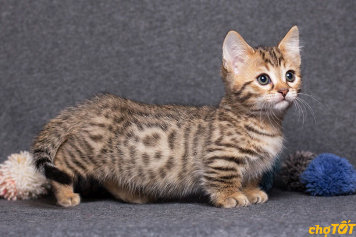 Mua Bán Mèo Munchkin Tabby, Bicolor, Mèo Chân Ngắn Đẹp hello88.comm