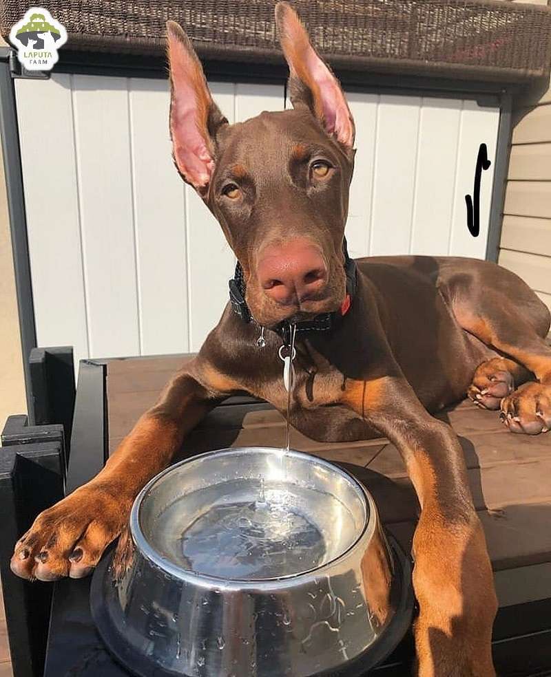Chó Doberman giá 33hello88 tiền? Địa chỉ mua TP HCM