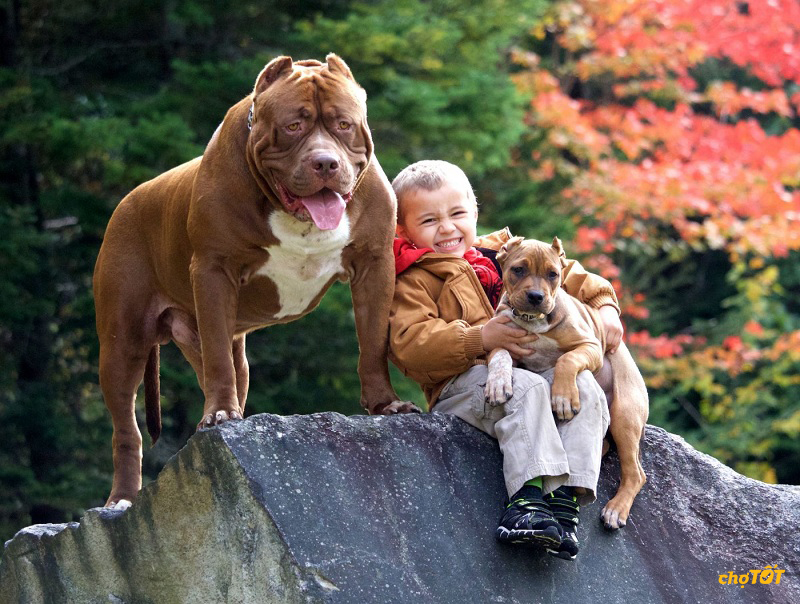 Chó Pitbull Pháp, Mỹ hello88 vina, Lai Đẹp, Thông Minh, hello88.comm