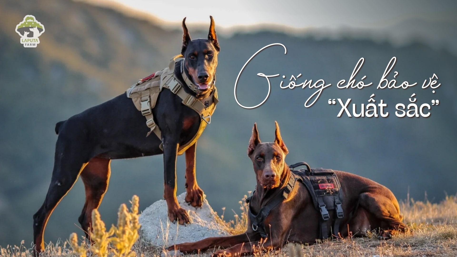 Chó Doberman giá 33hello88 tiền? Địa chỉ mua TP HCM