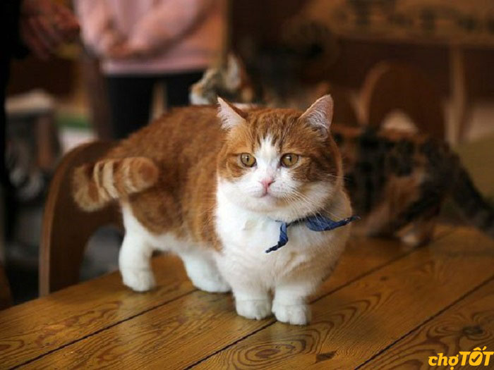 Mua Bán Mèo Munchkin Tabby, Bicolor, Mèo Chân Ngắn Đẹp hello88.comm