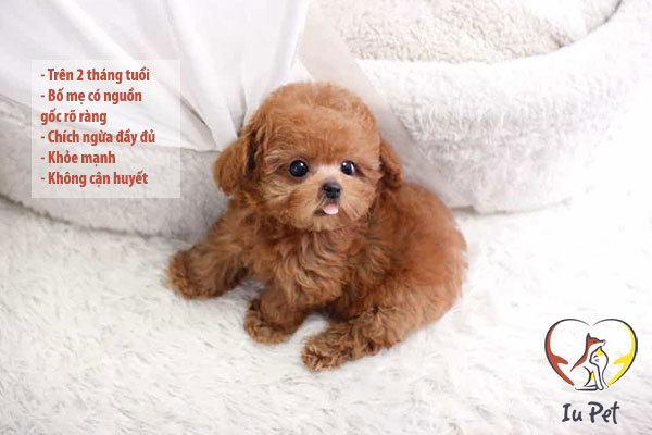 Giá chó Poodle là 33hello88? Bảng giá bán chó Poodle 2024