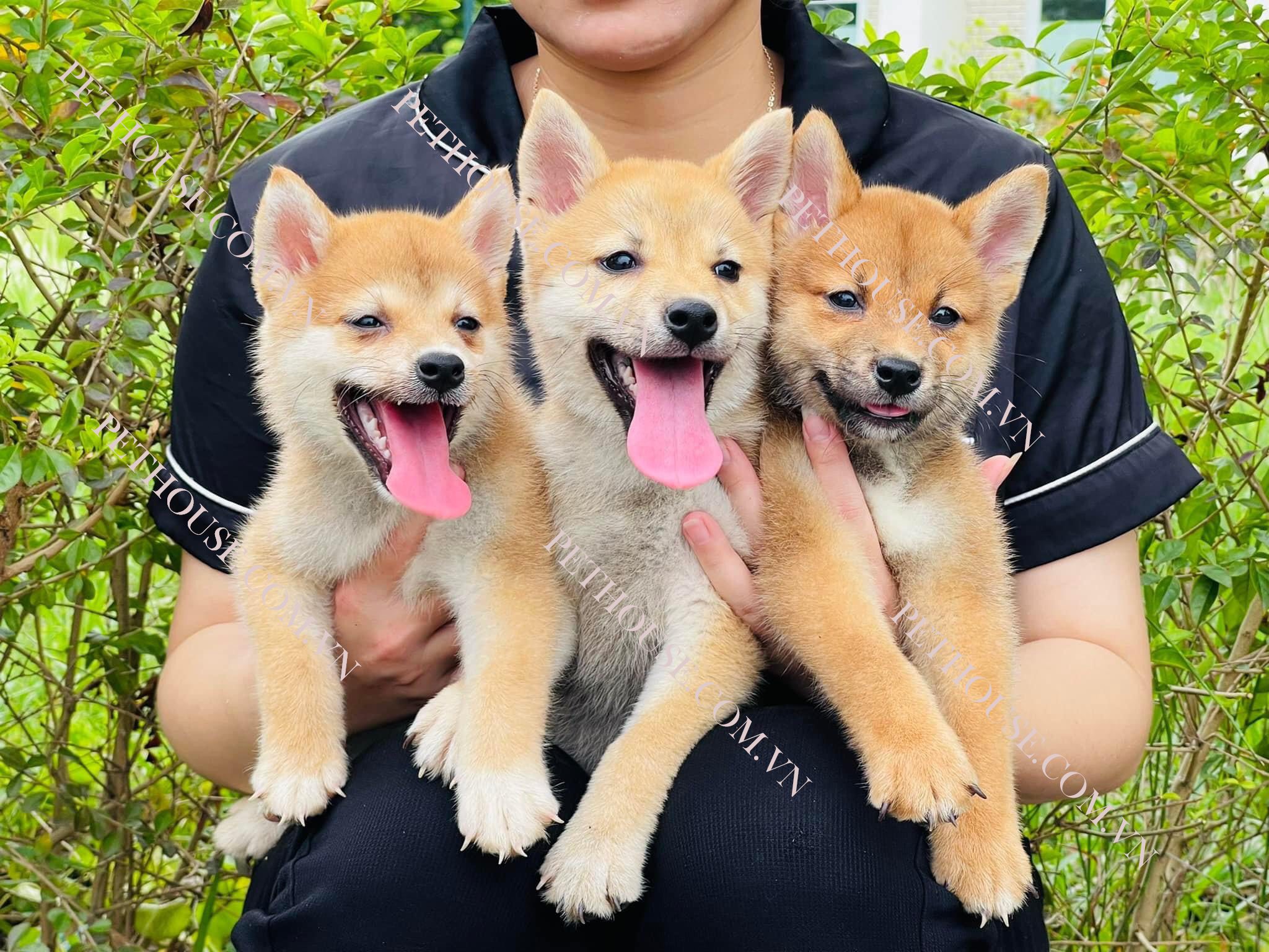 Chó Shiba Inu hello88 vina - Trại Chó Shiba HN và Tphcm