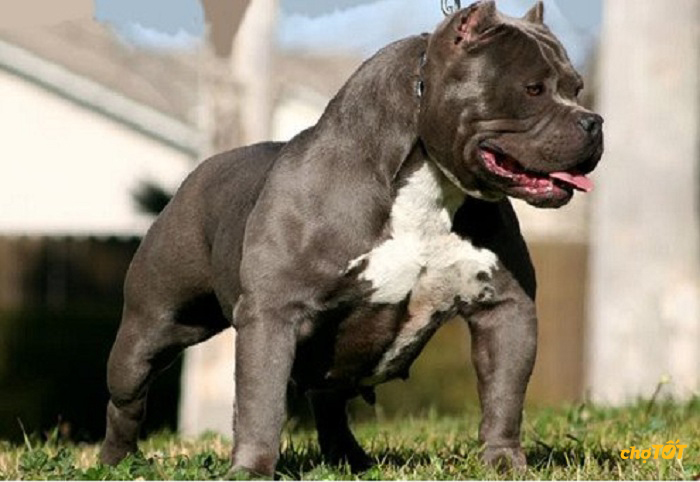 Chó Pitbull Pháp, Mỹ hello88 vina, Lai Đẹp, Thông Minh, hello88.comm