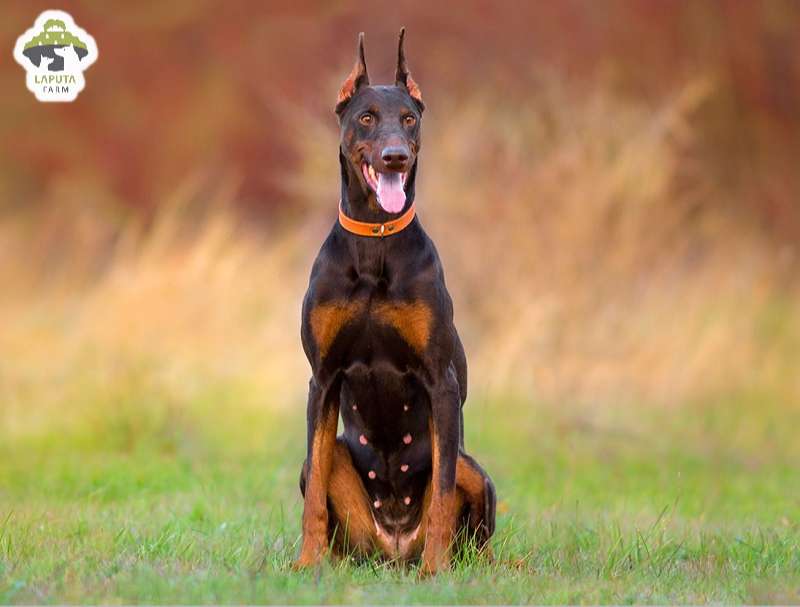 Chó Doberman giá 33hello88 tiền? Địa chỉ mua TP HCM