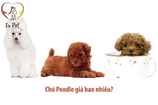 Giá chó Poodle là 33hello88? Bảng giá bán chó Poodle 2024