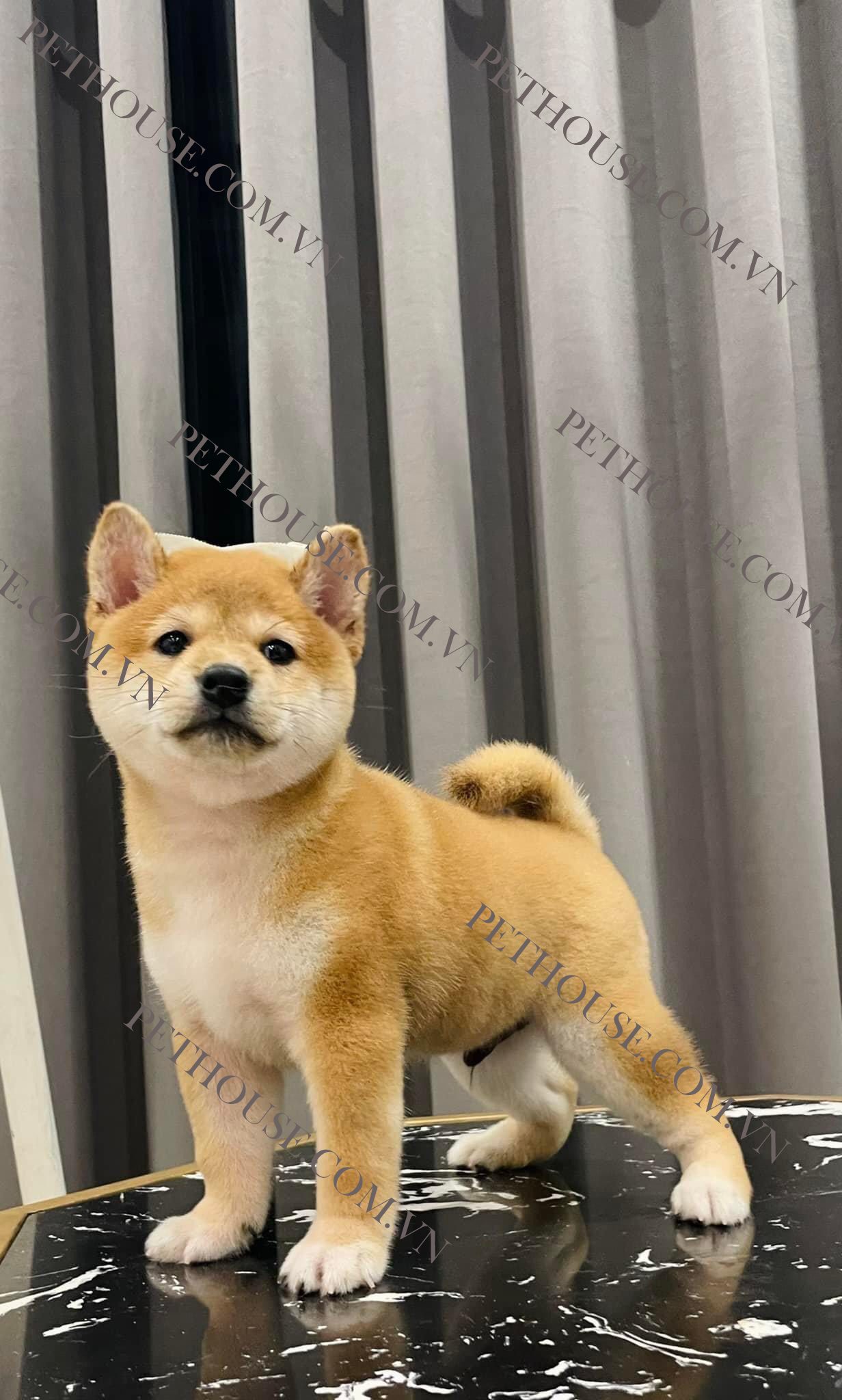 Chó Shiba Inu hello88 vina - Trại Chó Shiba HN và Tphcm