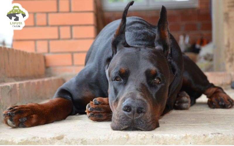 Chó Doberman giá 33hello88 tiền? Địa chỉ mua TP HCM