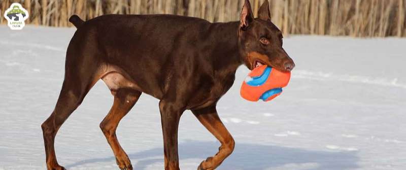 Chó Doberman giá 33hello88 tiền? Địa chỉ mua TP HCM