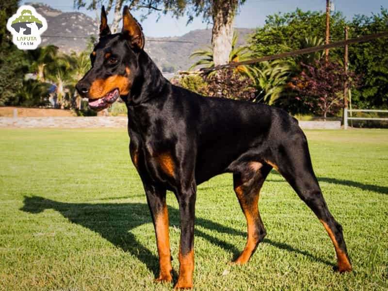 Chó Doberman giá 33hello88 tiền? Địa chỉ mua TP HCM