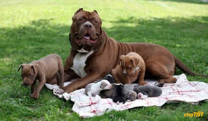 Chó Pitbull Pháp, Mỹ hello88 vina, Lai Đẹp, Thông Minh, hello88.comm