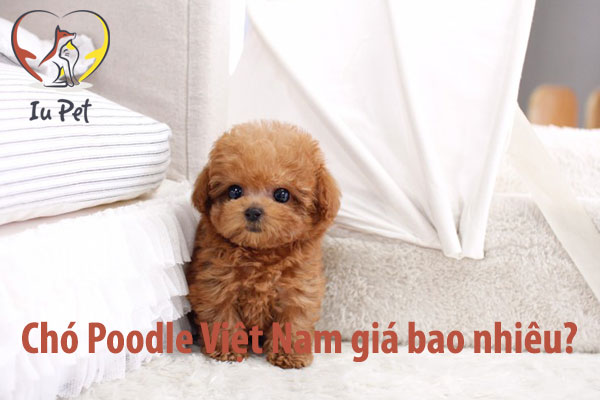 Giá chó Poodle là 33hello88? Bảng giá bán chó Poodle 2024