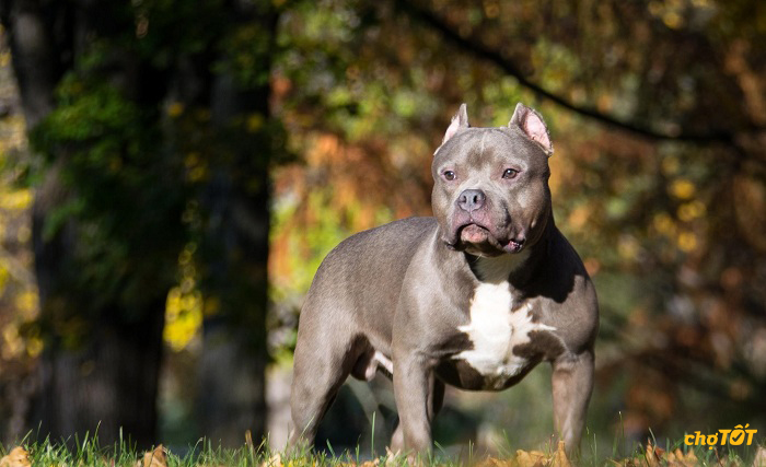 Chó Pitbull Pháp, Mỹ hello88 vina, Lai Đẹp, Thông Minh, hello88.comm
