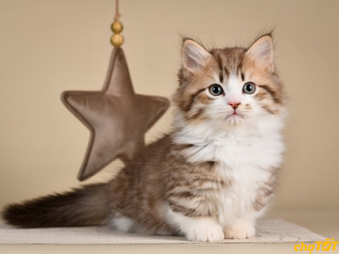 Mua Bán Mèo Munchkin Tabby, Bicolor, Mèo Chân Ngắn Đẹp hello88.comm