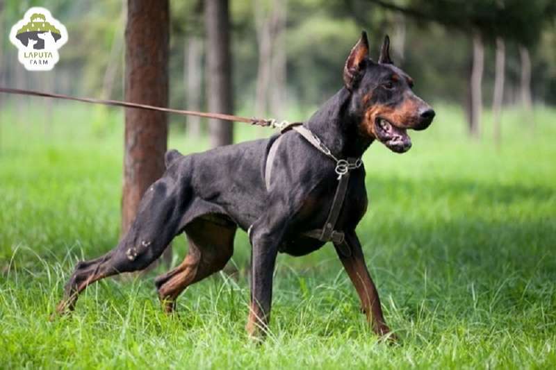 Chó Doberman giá 33hello88 tiền? Địa chỉ mua TP HCM