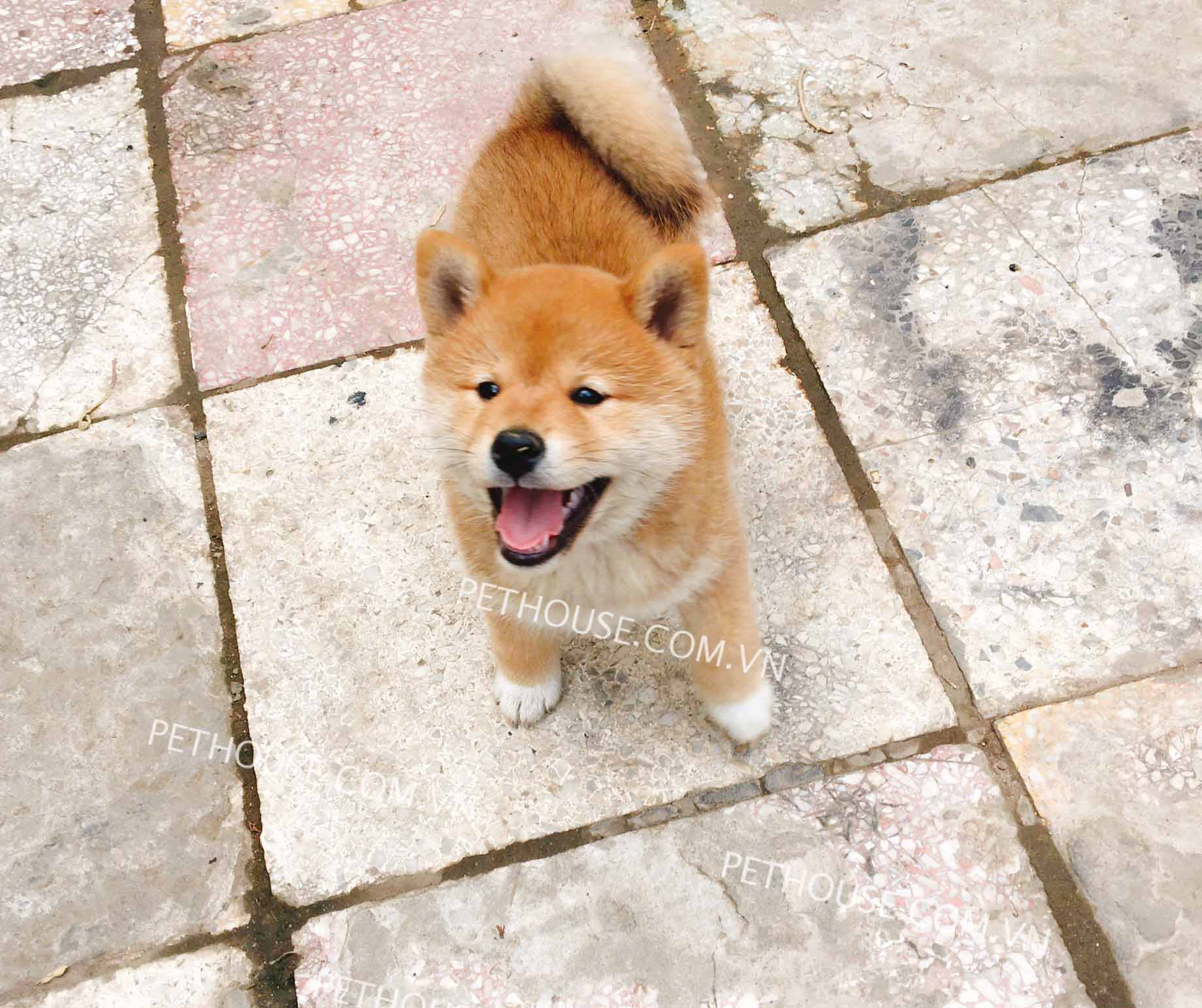 Chó Shiba Inu hello88 vina - Trại Chó Shiba HN và Tphcm