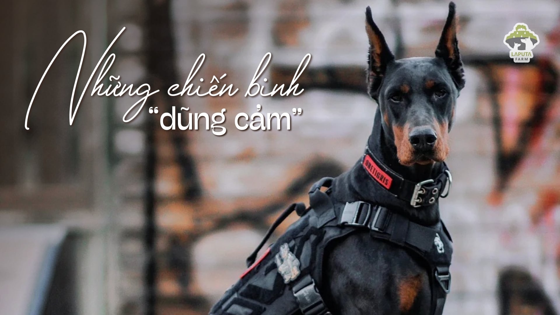 Chó Doberman giá 33hello88 tiền? Địa chỉ mua TP HCM