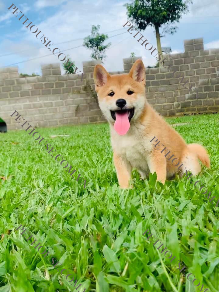 Chó Shiba Inu hello88 vina - Trại Chó Shiba HN và Tphcm