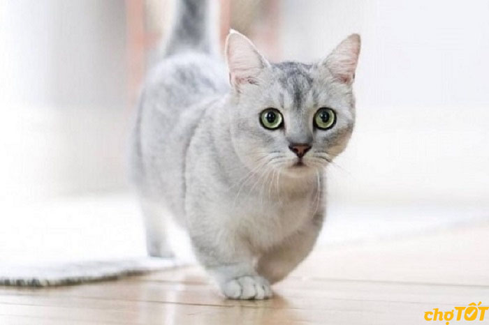 Mua Bán Mèo Munchkin Tabby, Bicolor, Mèo Chân Ngắn Đẹp hello88.comm