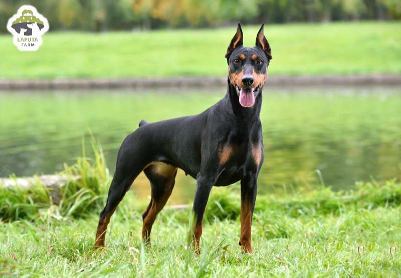 Chó Doberman giá 33hello88 tiền? Địa chỉ mua TP HCM