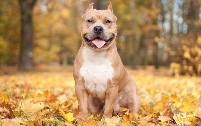 Chó Pitbull Pháp, Mỹ hello88 vina, Lai Đẹp, Thông Minh, hello88.comm