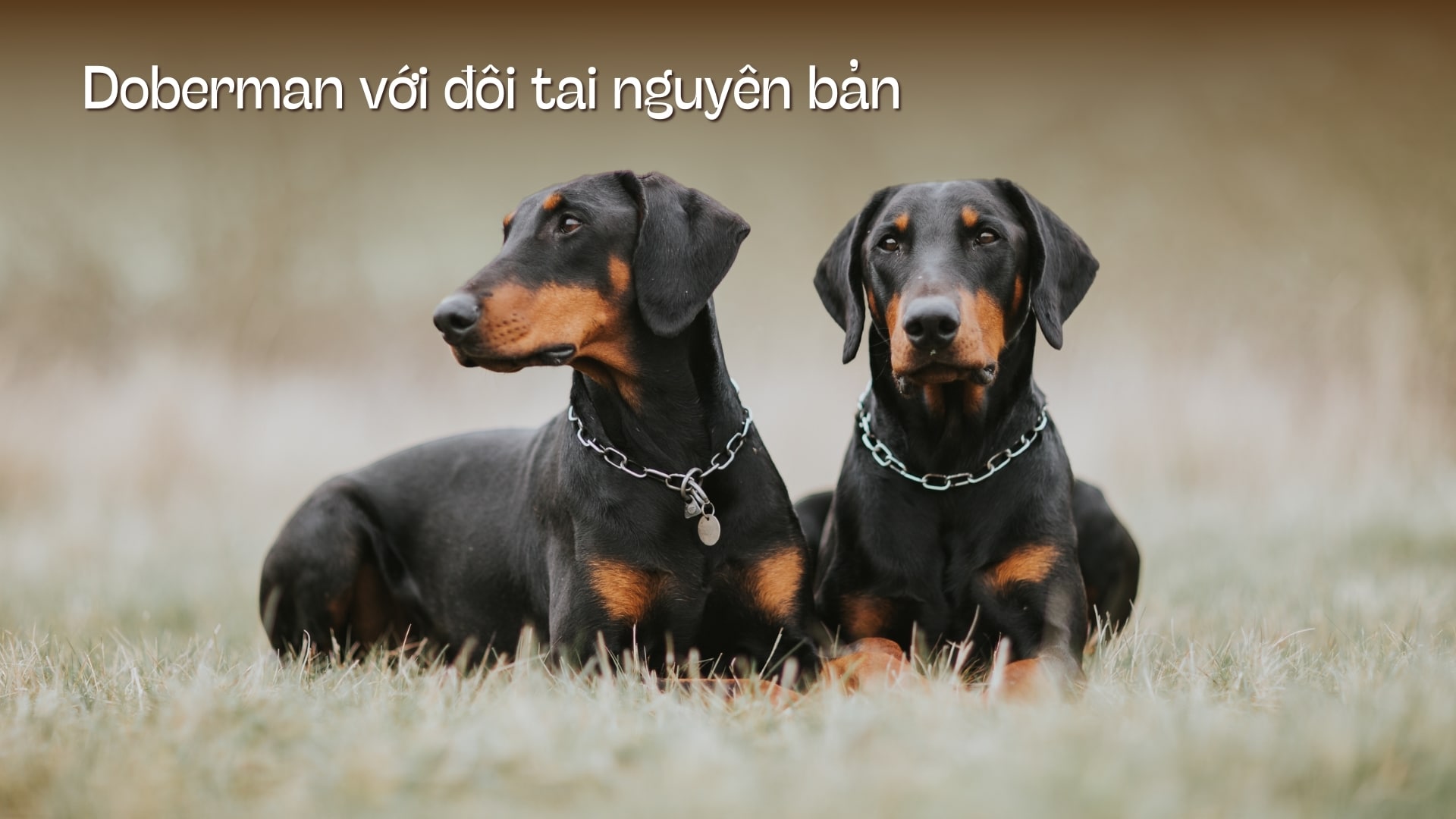 Chó Doberman giá 33hello88 tiền? Địa chỉ mua TP HCM