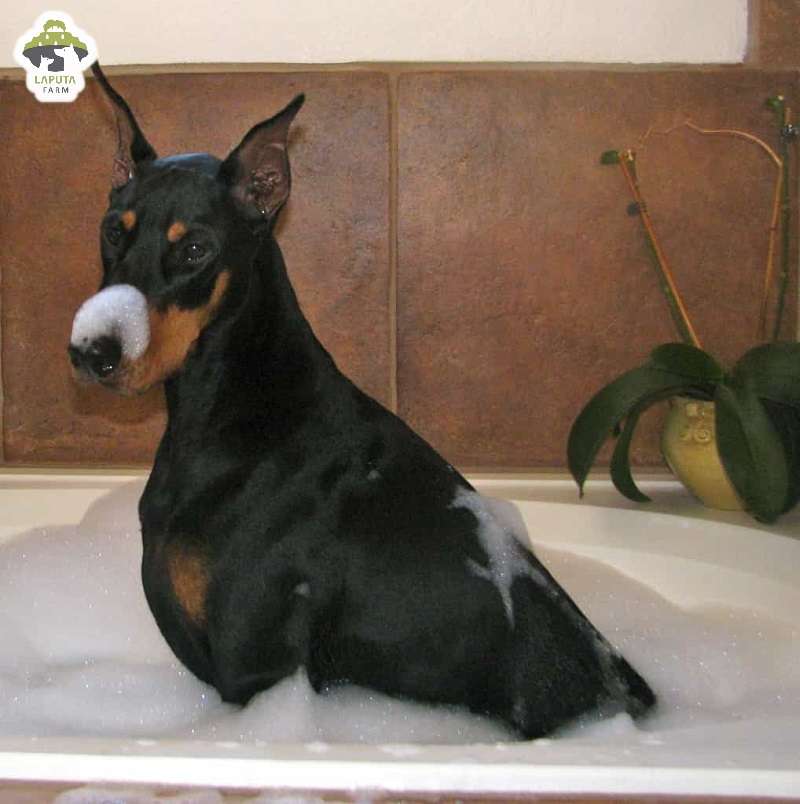 Chó Doberman giá 33hello88 tiền? Địa chỉ mua TP HCM