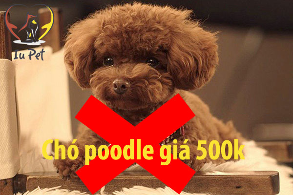 Giá chó Poodle là 33hello88? Bảng giá bán chó Poodle 2024