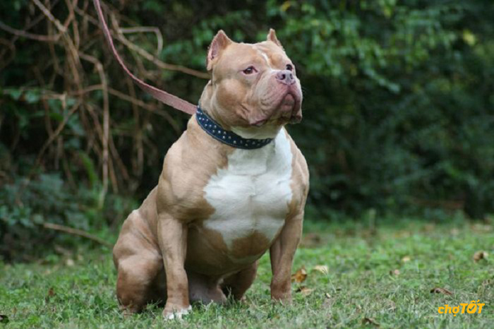 Chó Pitbull Pháp, Mỹ hello88 vina, Lai Đẹp, Thông Minh, hello88.comm