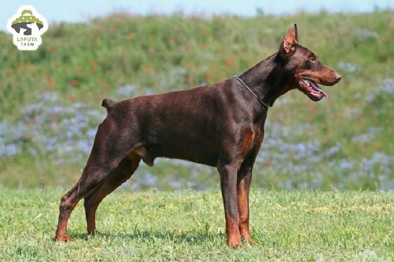 Chó Doberman giá 33hello88 tiền? Địa chỉ mua TP HCM
