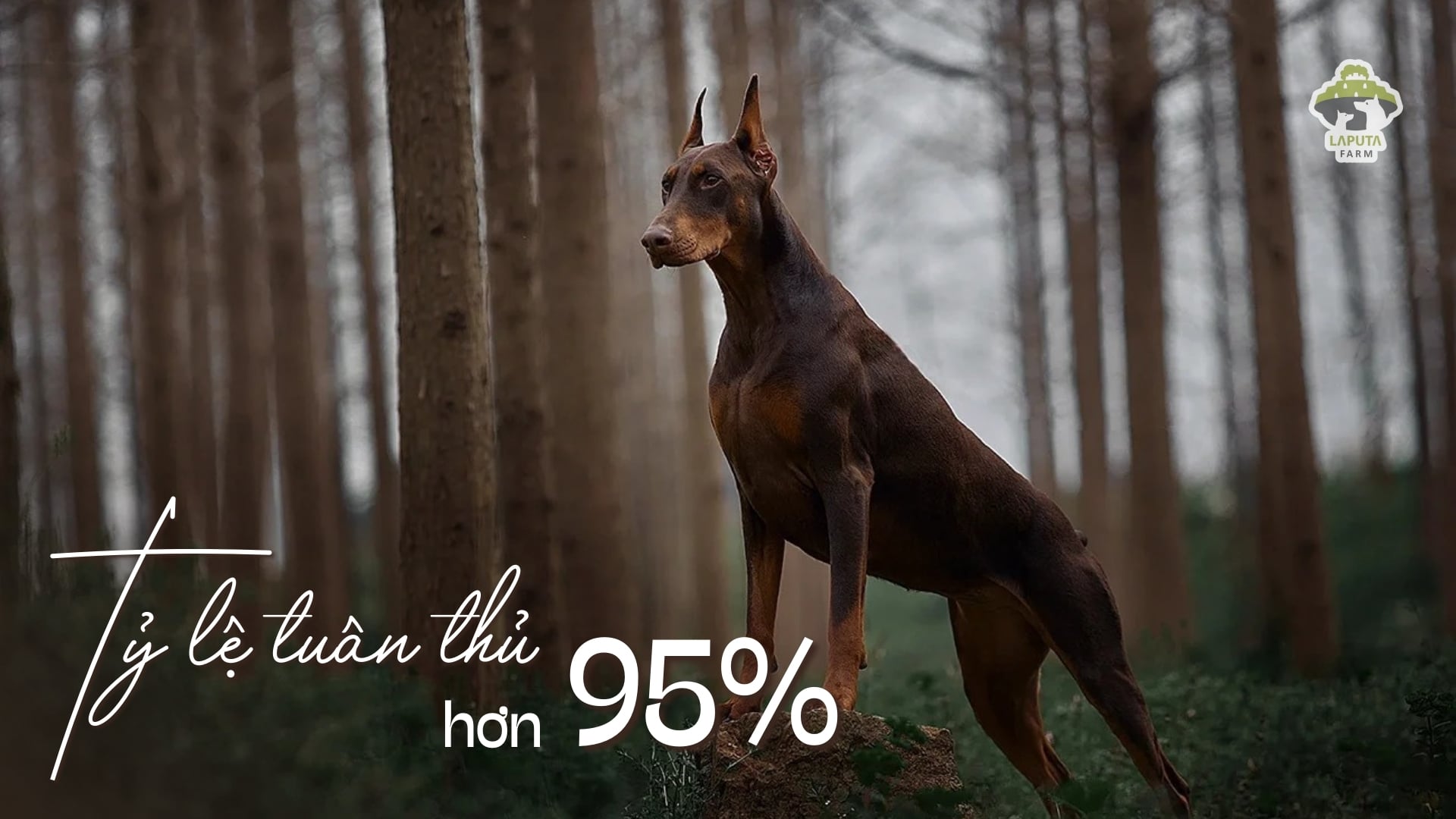 Chó Doberman giá 33hello88 tiền? Địa chỉ mua TP HCM